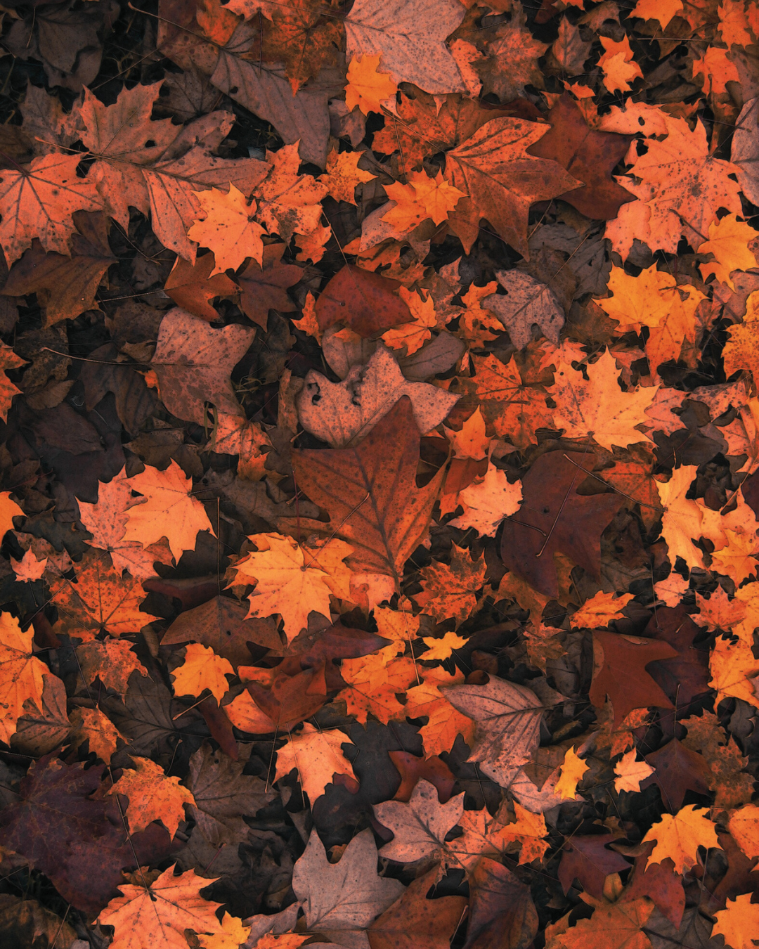 Close-up of autumn leaves in various shades of orange, brown, and red.