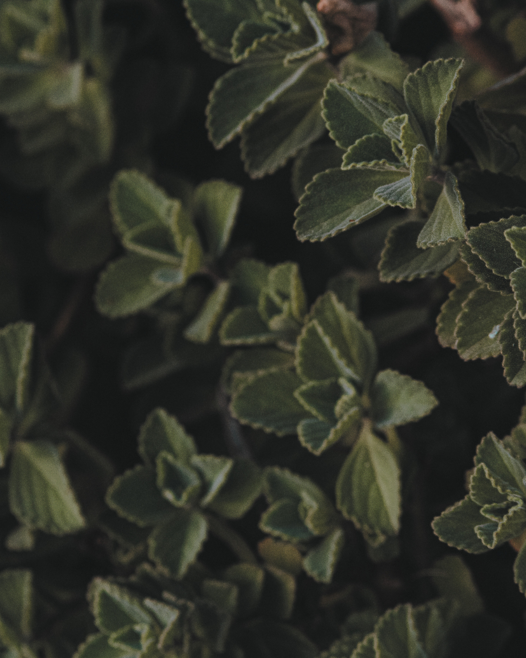 Close-up of green leaves with a dark background