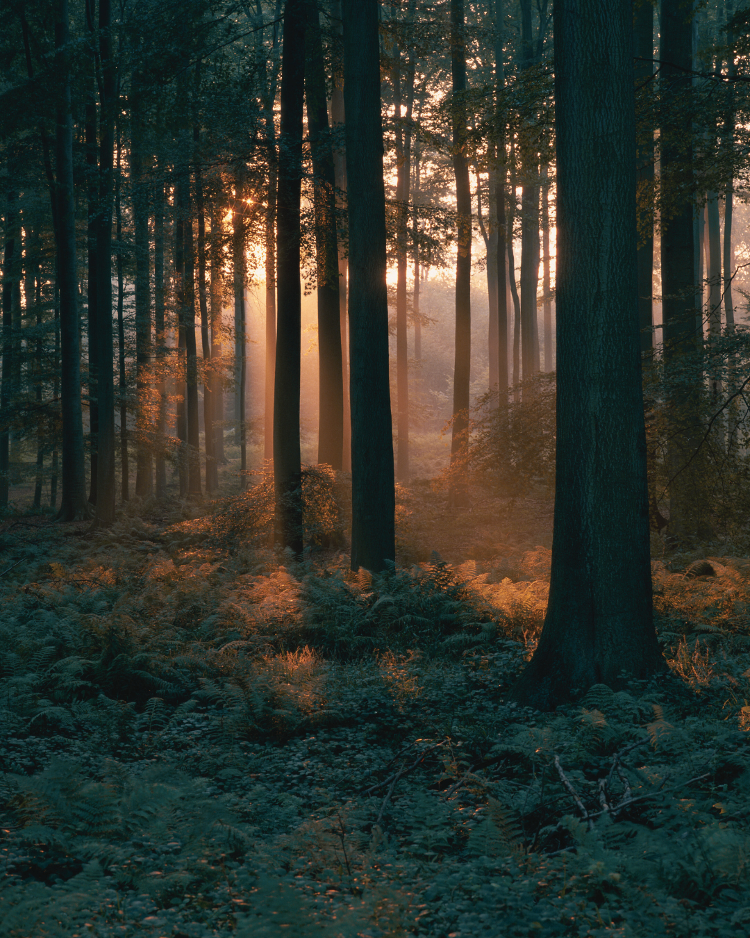 Sunlight filtering through trees in a forest with mist